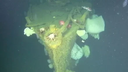 The Ghost of the Pacific: Intact wreck of American warship USS Stewart discovered near Japan